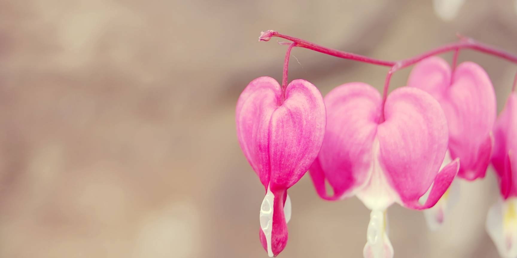 花朵手套